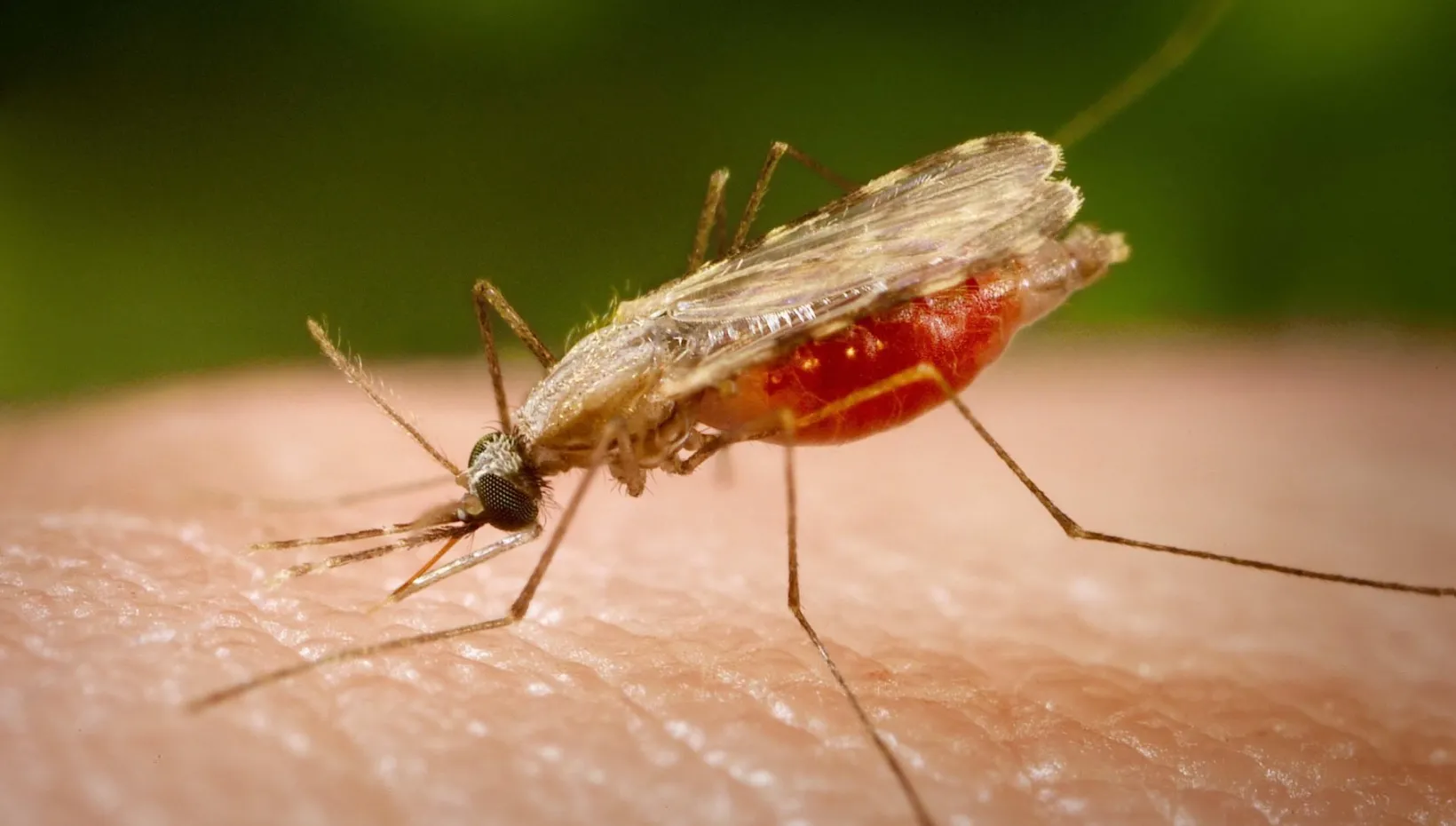 malaria article showing mosquito photo 