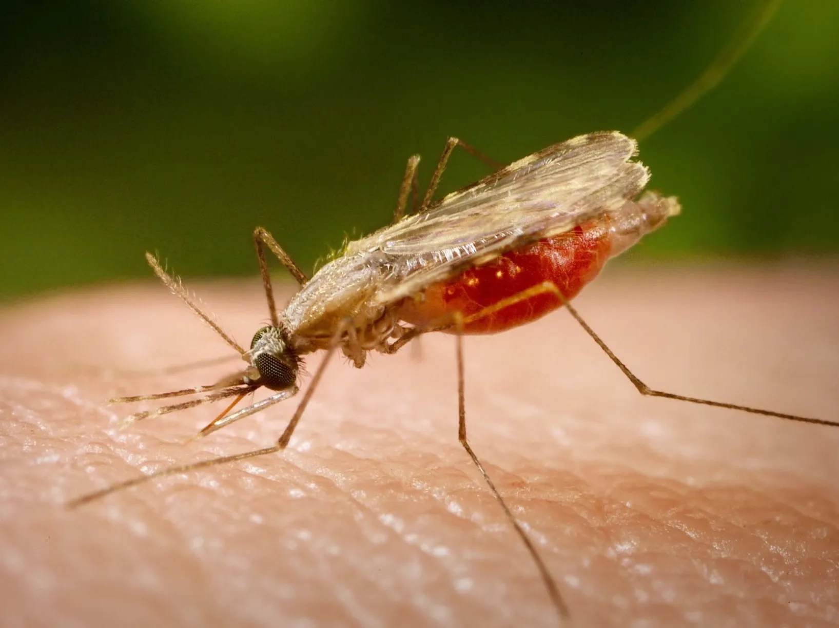 malaria article showing mosquito photo 