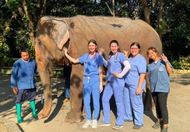 veterinary students next to an elephant, global engagement program