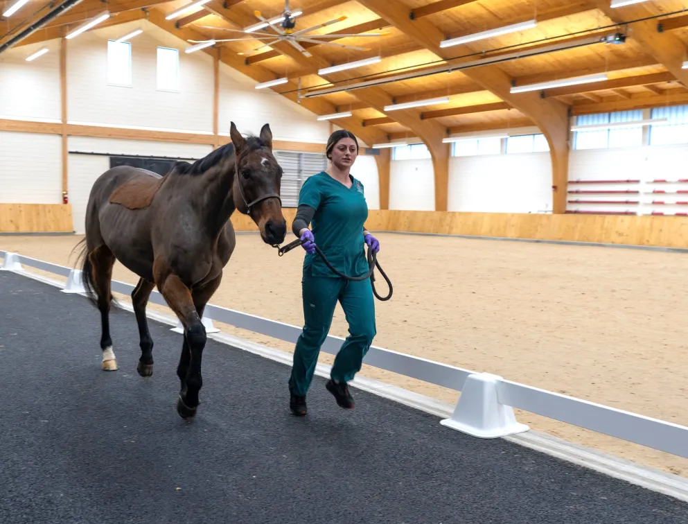 vet tech with trotting horse on jogging strip in equine arena
