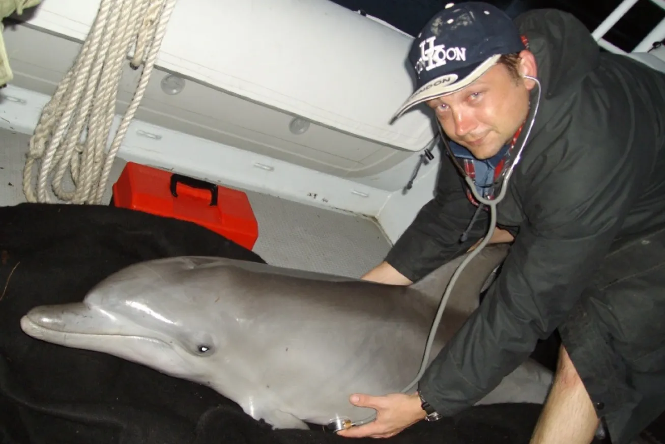 dolphin rescue with mark flint Ecosystem Health Unit