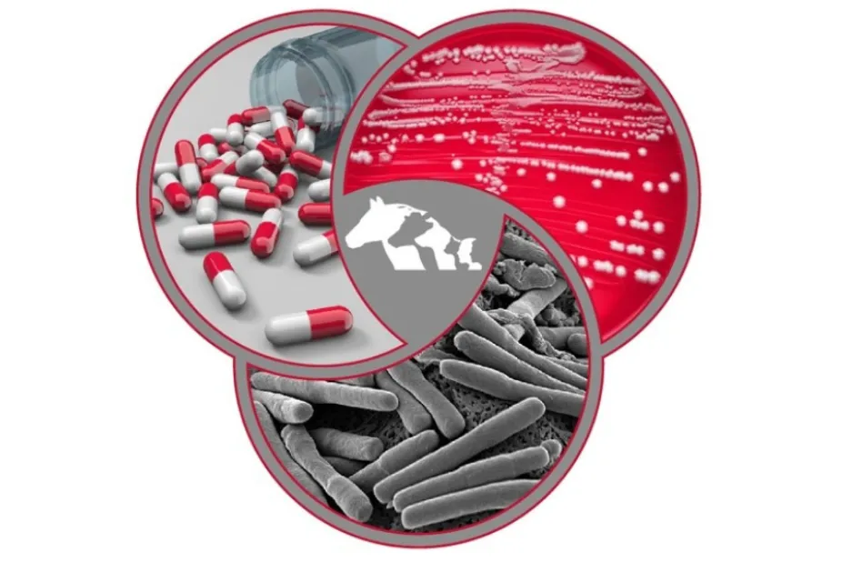 graphic logo for The Buckeye Antimicrobial Stewardship Program