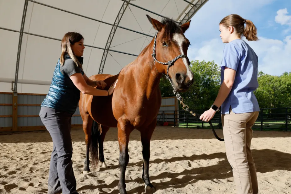 student and faculty looking at horse together