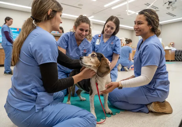 students in clinical skills lab examining dog 