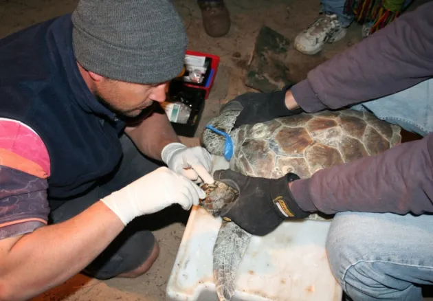 Mark Flint examines a turtle. 