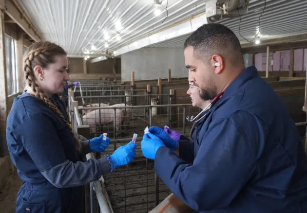 two students with pigs in a barn