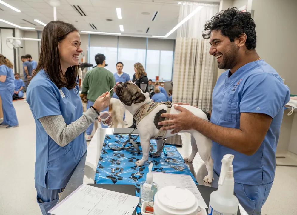 Students in clinical skills lab examining dog 