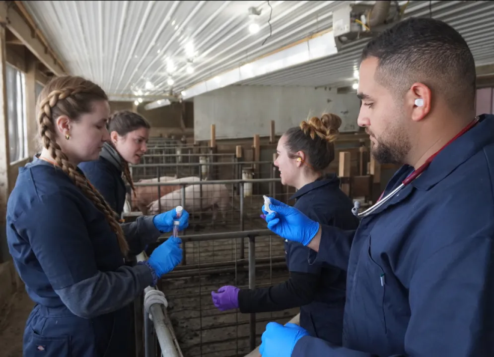 class of 2026 students taking a sample of a swine in barn