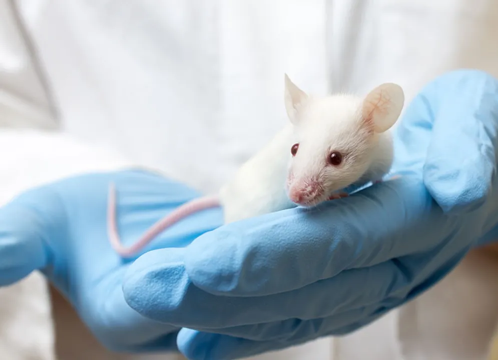 A laboratory mouse 