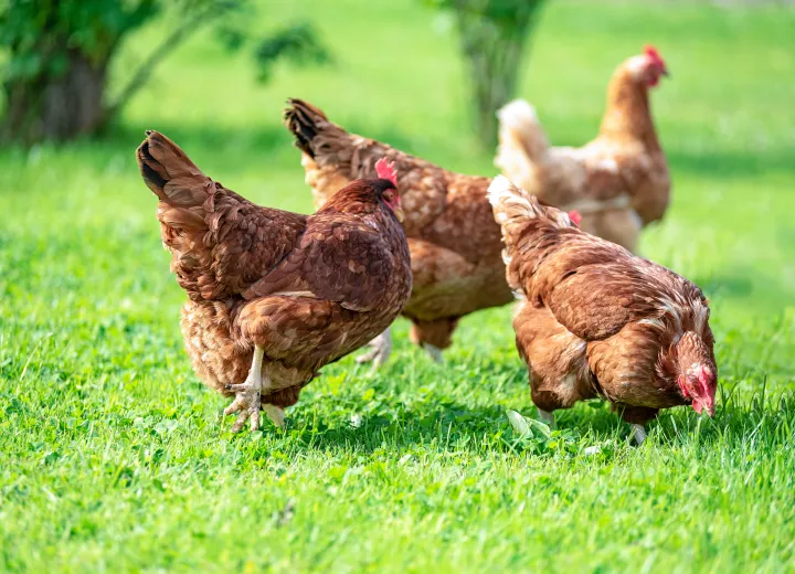 chickens in pasture