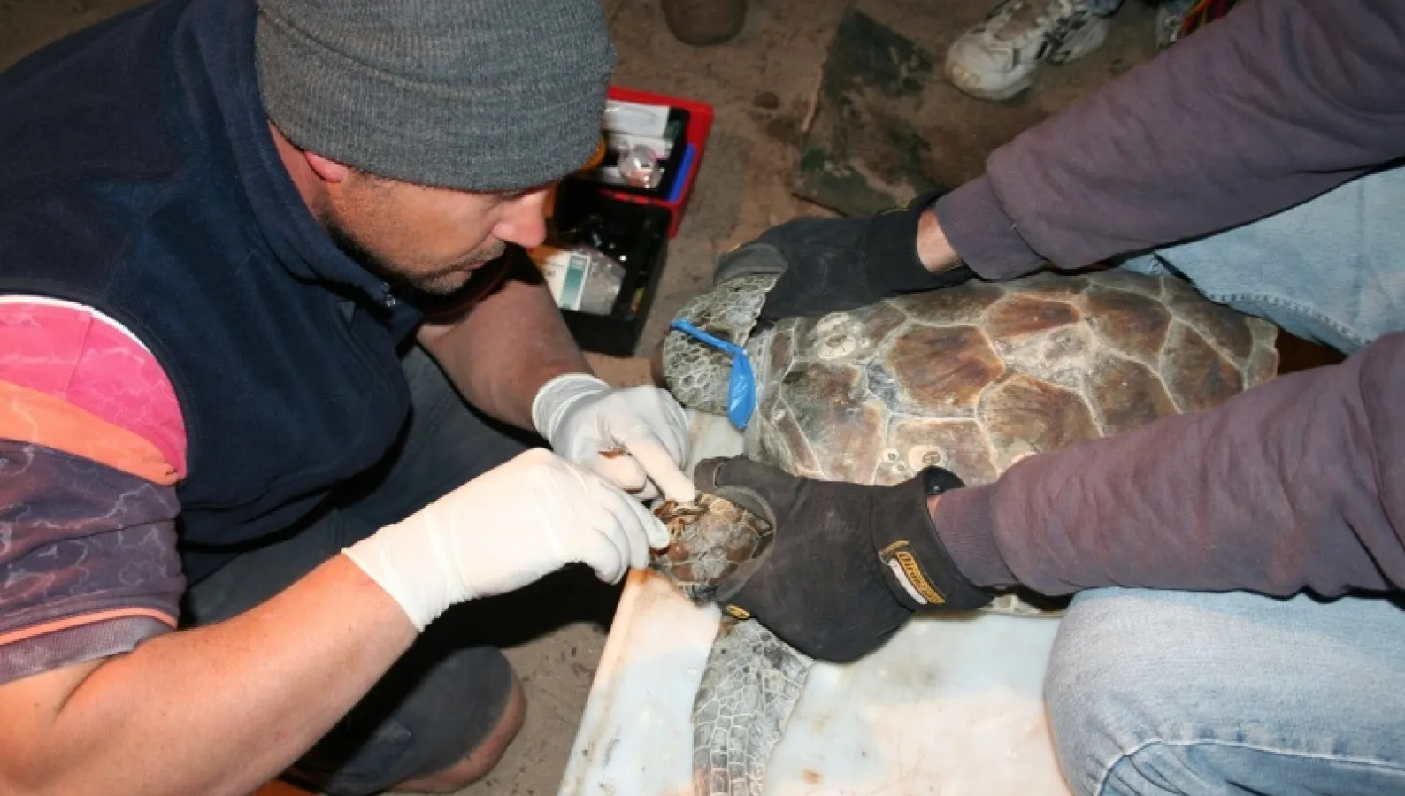 Mark Flint examines a turtle. 