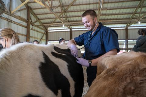 smiling male student with stethoscope and cow