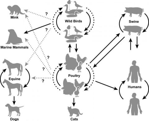 A graphic showing interconnections between different types of animals. 