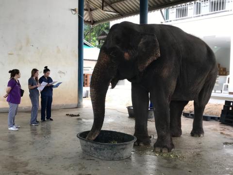 veterinary students with a large elephant in thailand
