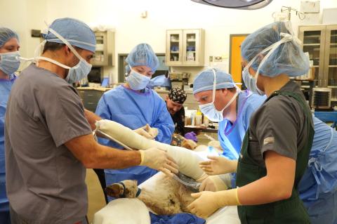 Andy Niehaus and Julie Horton in orthopedic surgery for a calf